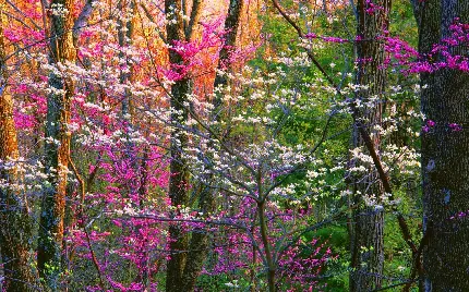 تصویر جنگلی پر از شکوفه های رنگارنگ درختان برای استوری