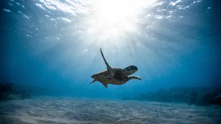 جالب ترین عکس لاک پشت دریایی در حال شنا درون آب با کیفیت عالی فول اچ دی