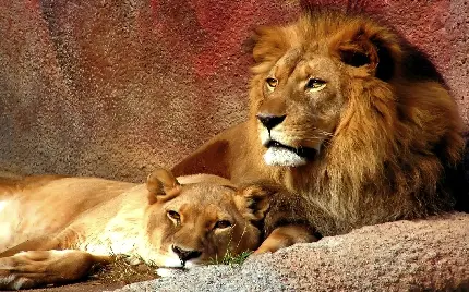تصویری دیدنی از لحظات عاشقانه یک شیر نر و ماده در آغوش همدیگر
