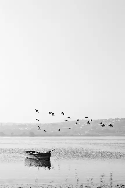 پروفایل سیاه و سفید پرواز پرندگان وحشی بر فراز دریاچه ساکن
