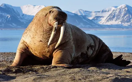 عکس گراز دریایی Odobenus rosmarus یک پستاندار بزرگ دریایی