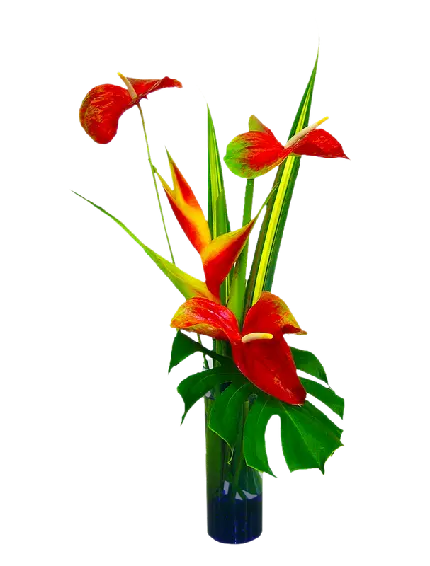 دانلود قشنگ ترین تصویر PNG پی ان جی گلدان آنتوریوم قرمز
