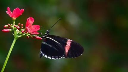 عکس فوق العاده زیبا از پروانه صورتی روی گل قشنگ 