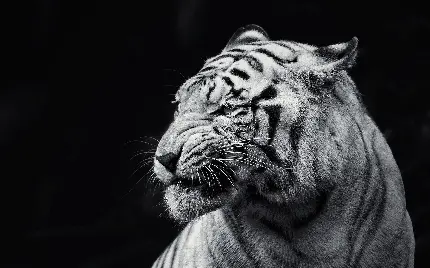 منظره ماکرو و تماشایی از تصویر سیاه سفید ببر وحشی بنگال