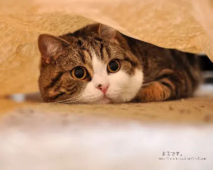 تصویر زمینه خوشگل گربه مارو ژاپنی محبوب در اینترنت