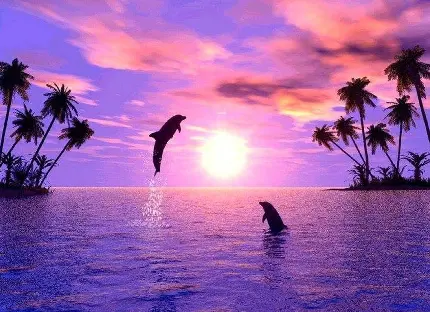 عکس زیبا از پرش دلفین ها در غروب بنفش رنگ دریا با کیفیت HD