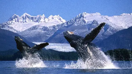 تصویر زمینه نهنگ کوهان دار با کیفیت اچ دی برای کامپیوتر