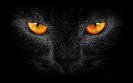 جذاب ترین تصویر استوک گربه سیاه با چشم نارنجی مخصوص لپ تاپ