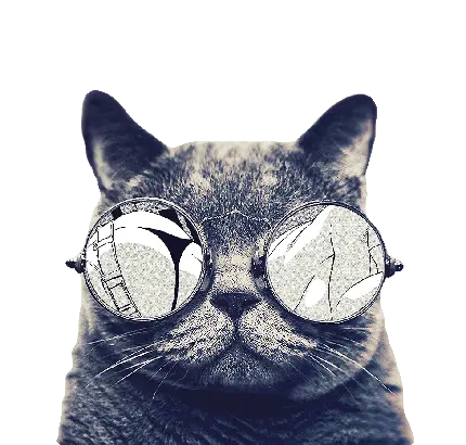 تصویر پی ان جی گربه خفن با عینک دودی برای ادیتور ها