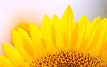والپیپر فوق العاده زیبا از گل آفتابگردان با کیفیت فول اچ دی 