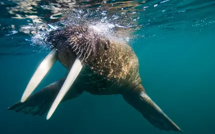 عکس جانور ناحیه پیرامون قطب شمال معروف به گراز دریایی