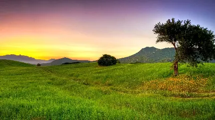 تصویر طبیعت دلپسند تابستانی زیر آسمان بنفش و طلایی غروب برای instagram