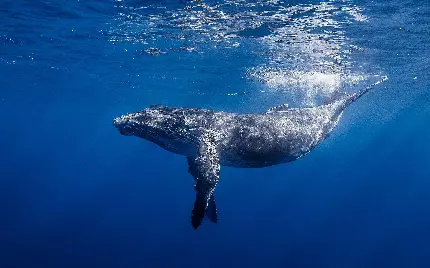 تصویر نهنگ کوهان دار زیر پرتوهای نور خورشید در سطح اقیانوس