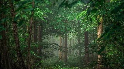 خوشگل ترین پس زمینه درختان سرسبز و پرطراوت جنگل برای لپ تاپ