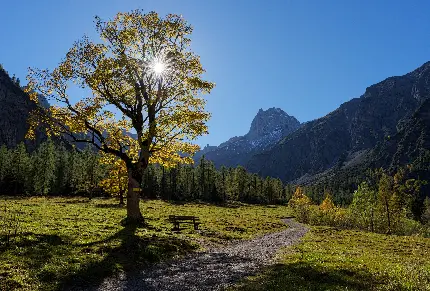 تصویر طبیعتی دلنشین آفتابی و درخت سبز و بلند قامت 