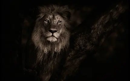 دانلود رایگان و با کیفیت عکس شیر واقعی با ادیت حرفه ای و زمینه مشکی 