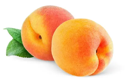 نمای وسوسه برانگیز از هلو های زرد و نارنجی میوه معروف تابستانی