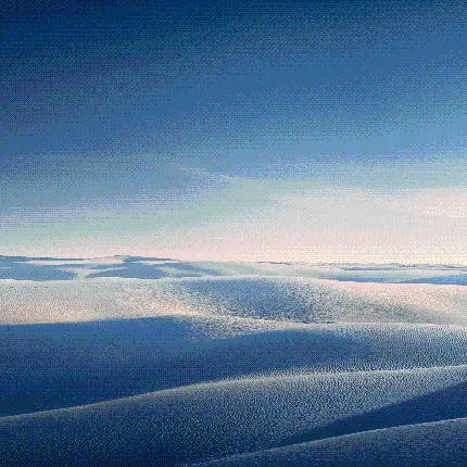 عکس سگ بزرگ