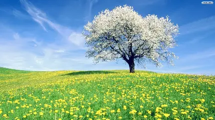 تصویر زمینه طبیعت بهاری با گل های زرد و درخت بهاری با شکوفه ی سفید برای دسکتاپ