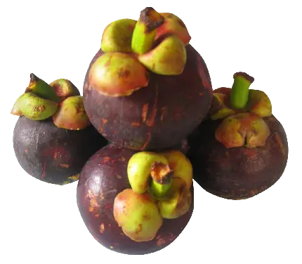 نزدیک ترین تصویر واقعی از میوه ترگیل PNG پی ان جی دور بریده شده 