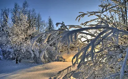 والپیپر زمستانی از درخت های سفید پوش و شاخه های برفی اش
