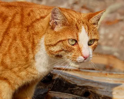 عکس استوک گربه نارنجی دلربا مناسب پروفایل دوستداران گربه