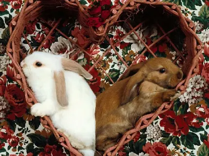 دریافت عکس خرگوش های سفید قهوه ای برای پروفایل اینستاگرام
