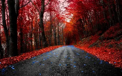 عکس استوک جاده زیبا با چشم انداز جنگل پر از درخت افرا قرمز