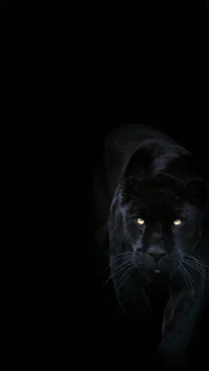 والپیپر تیره جگوار سیاه وحشی که در تاریکی به دنبال شکار است