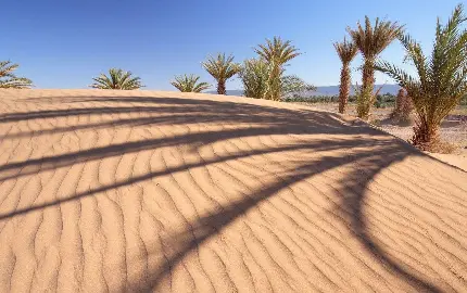 بک گراند دلنشین درختان نخل در بیابان مناسب لپتاپ علاقمندان طبیعت