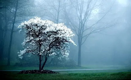 عکس پس زمینه لپ تاپ طبیعت و تک درخت سفید رنگ زیبا و عجیب