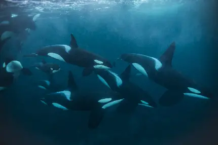 عکس خانواده نهنگ های قاتل واقعی در حال شنا در دریا آزاد