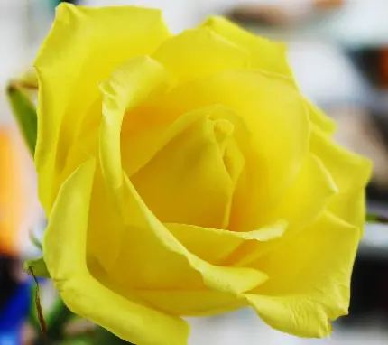 عکس گل رز زرد خوشرنگ برای پروفایل پسرانه و دخترانه واتساپ 