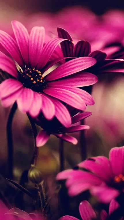 بک گراند صورتی گل های بهاری لطیف با عطر خاص و فراموش نشدنی