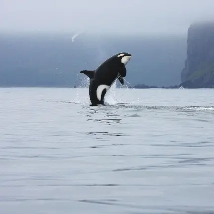 عکس از نهنگ قاتل ارکا برای پروفایل دوست داران حیات وحش