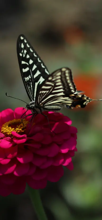 پس زمینه پروانه سیاه سفید از نزدیک روی گل صورتی باطراوت