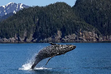 دانلود عکس پروفایل نهنگ کوهان دار برای موبایل با کیفیت عالی
