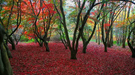 عکس قشنگ ترین طبیعت پاییزی درون جنگل با برگ های قرمز رویایی