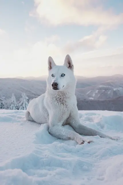 والپیپر سگ هاسکی سفید روی برف کوهستان مناسب محیط گوشی اندروید