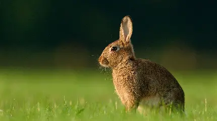 والپیپر تماشایی خرگوش وحشی با بهترین زاویه عکاسی 