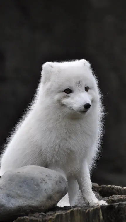 عکس روباه سفید ماده female white fox با کیفیت بالا