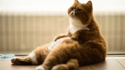 خرید گربه چین چیلا