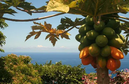 دانلود عکس درخت پاپایا بزرگ در منظره زیبا ساحل استوایی