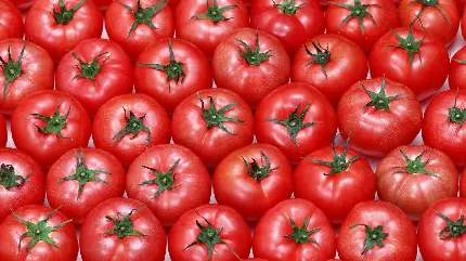 تصویر تمام صفحه گوجه فرنگی طرح شلوغ برای بک گراند 
