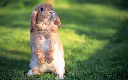 دانلود عکس استوک خرگوش پشمالو با کیفیت بالا و رایگان