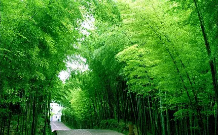 تصویر زیبای درختان بامبو جنگل معروف به زیستگاه پانداها 