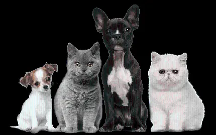 دانلود تصویر چند گربه و سگ کنار هم با فرمت پی ان جی 