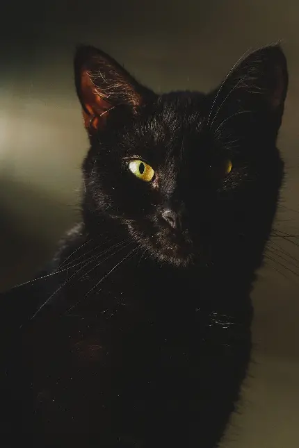 تصویر زمینه فول اچ دی گربه سیاه وحشی واقعی مناسب تبلت