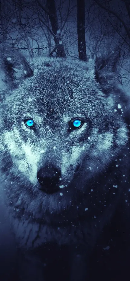 بک گراند گرگ خاکستری در برف با چشمانی براق مناسب ایفون