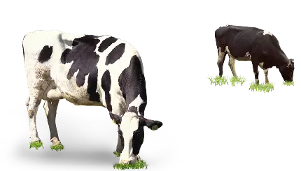 تصویر واقعی و رایگان فول اچ دی full HD گاو بدون زمینه 